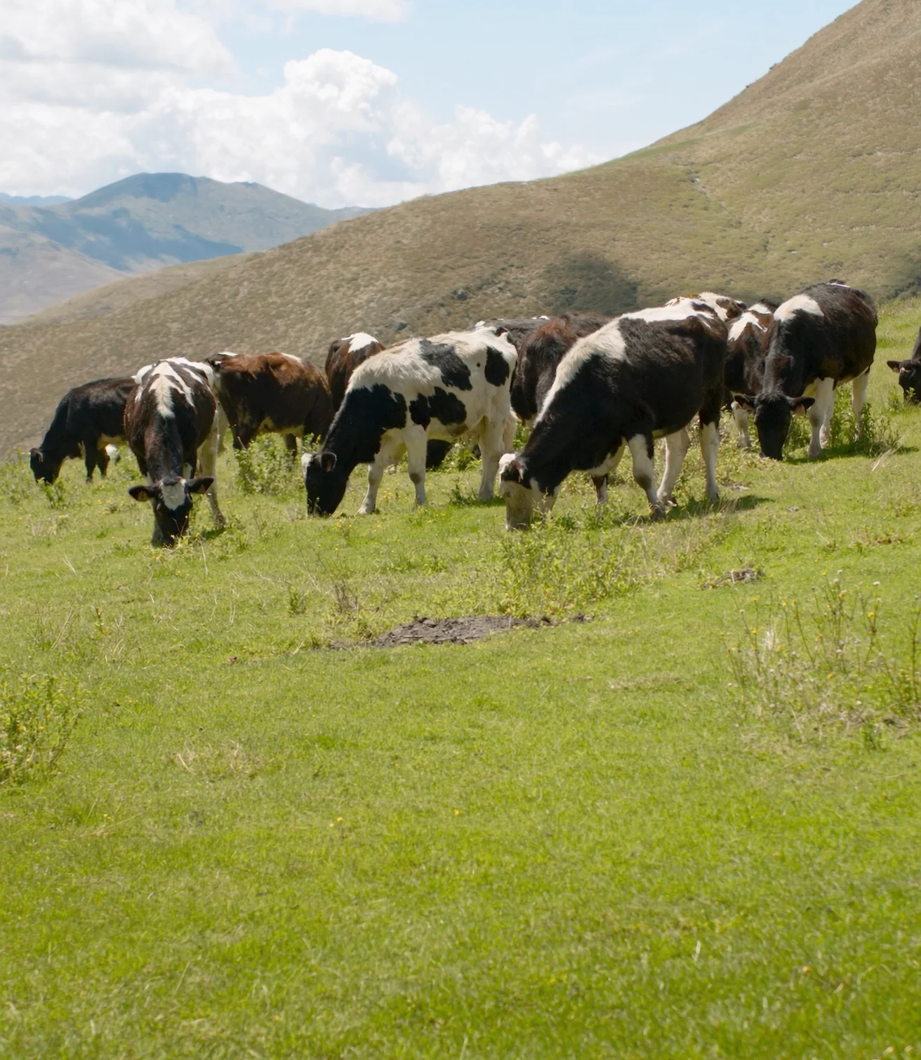 Vacas lecheras pastando en un campo verde de altura