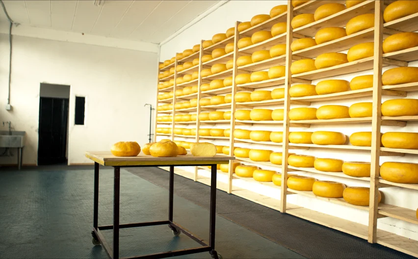 Ruedas de queso madurado en los estantes de la cava